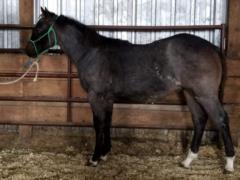 2018 Foal Morocco Bartender JW
